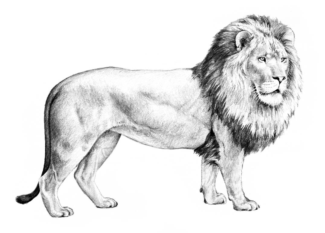 Art supplies like pencils, crayons, and paper used in drawing lessons